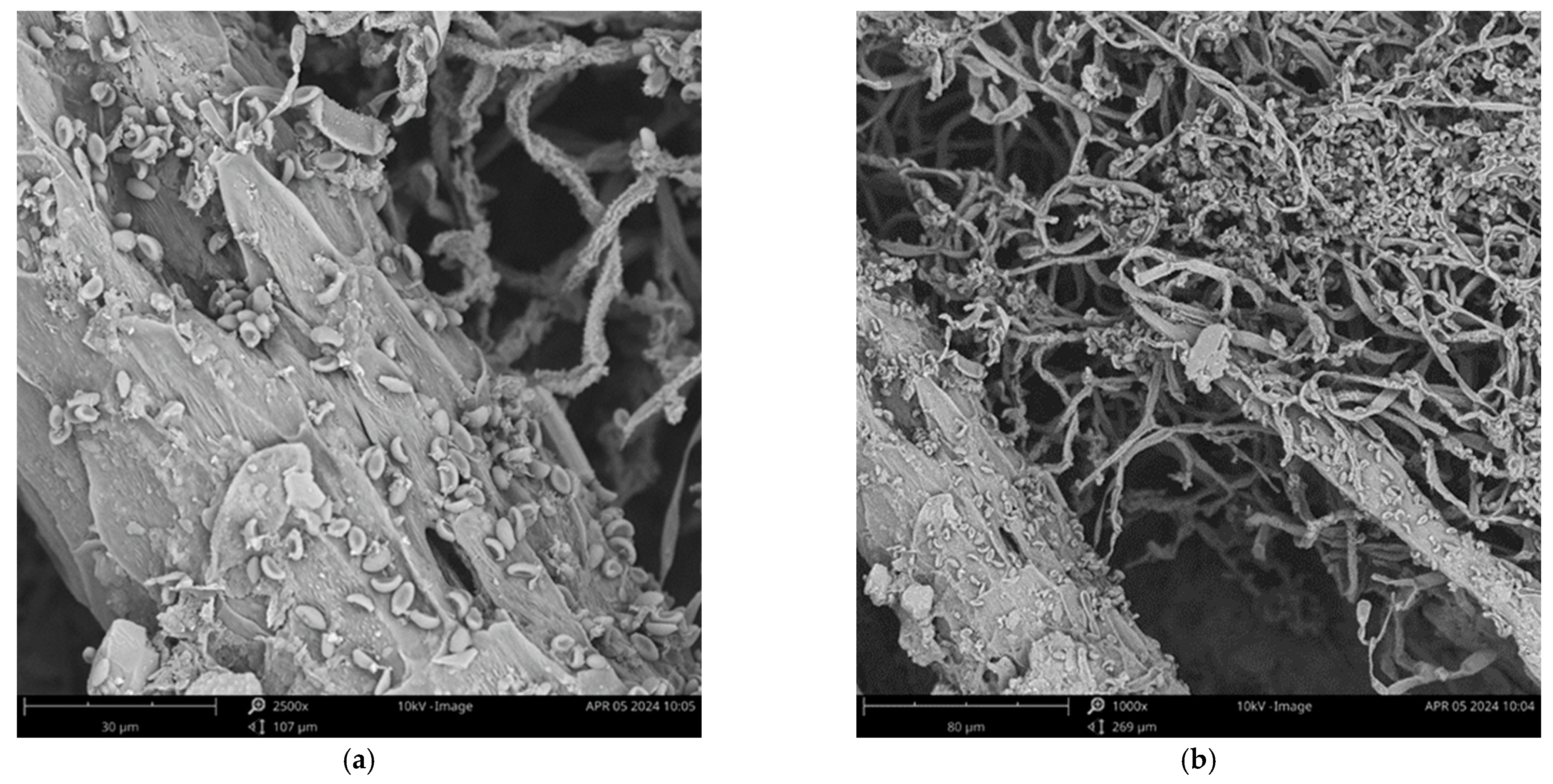 Applsci 14 10884 g009