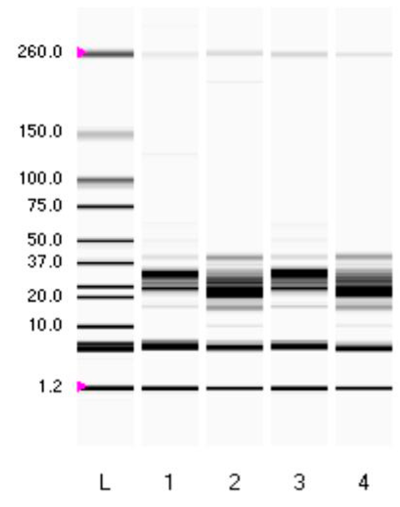Applsci 14 10935 g001