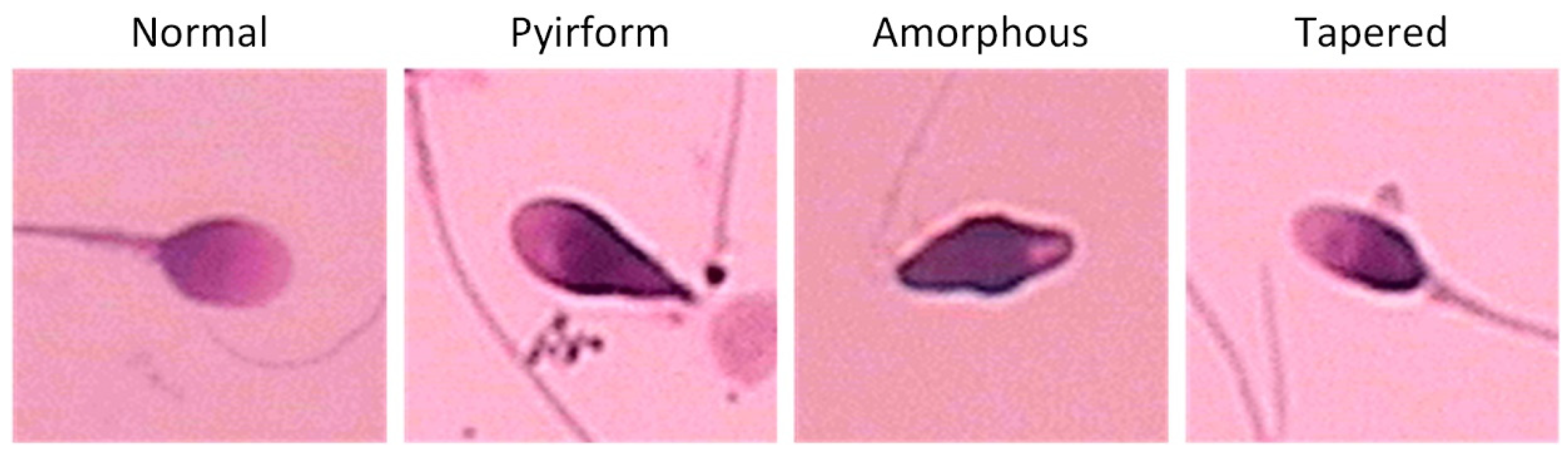 Applsci 14 11303 g001