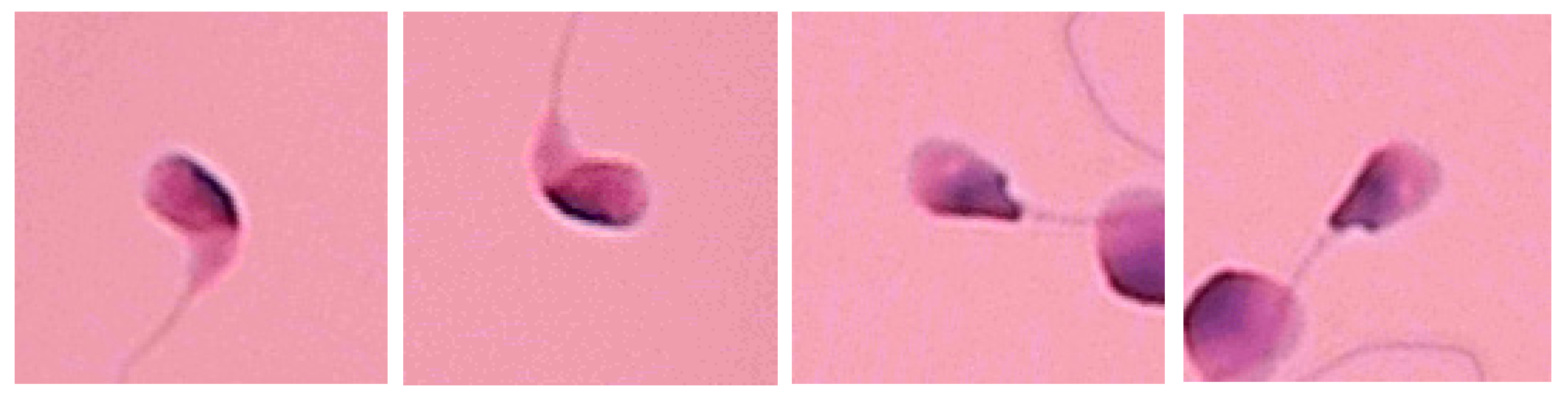 Applsci 14 11303 g011