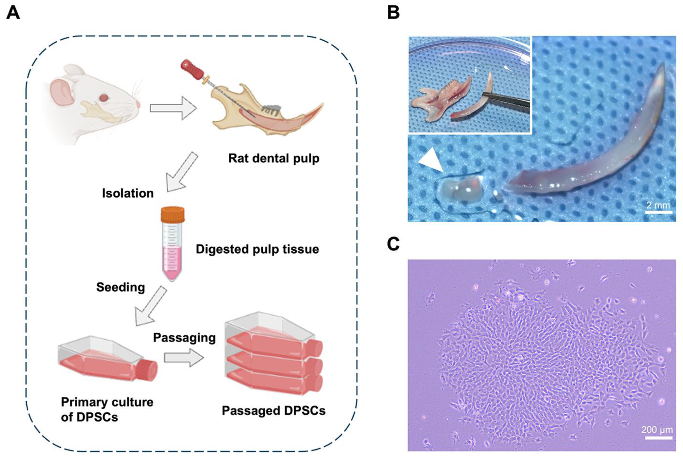 Applsci 14 11376 g001
