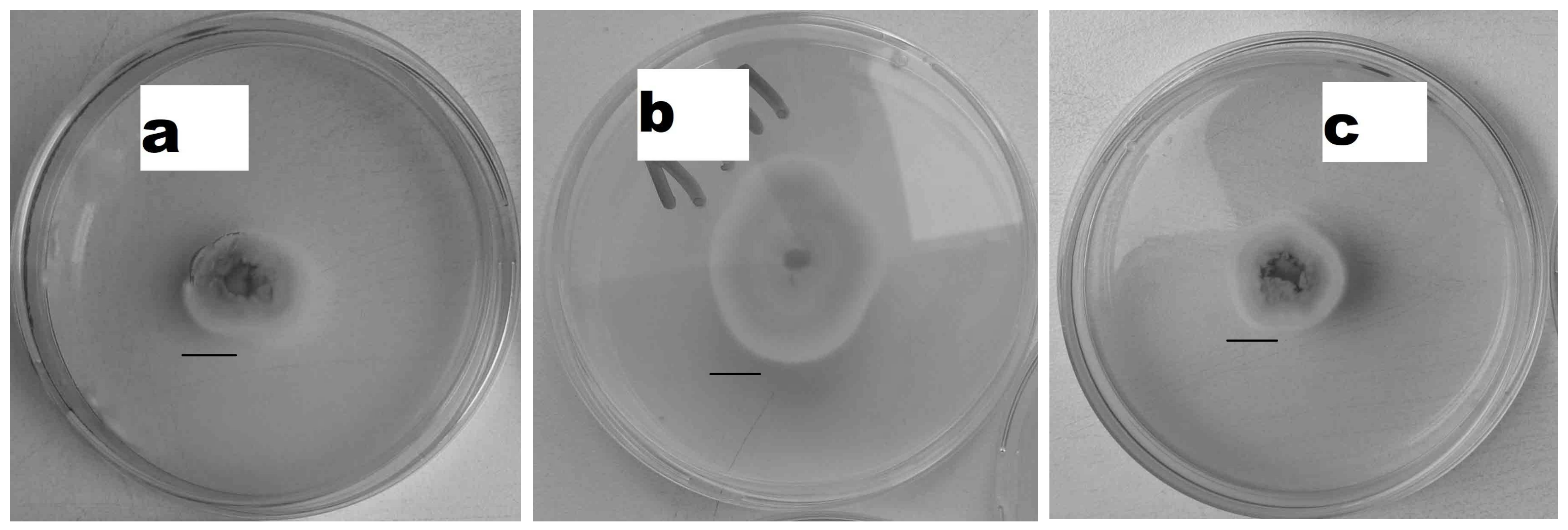 Applsci 14 11508 g002