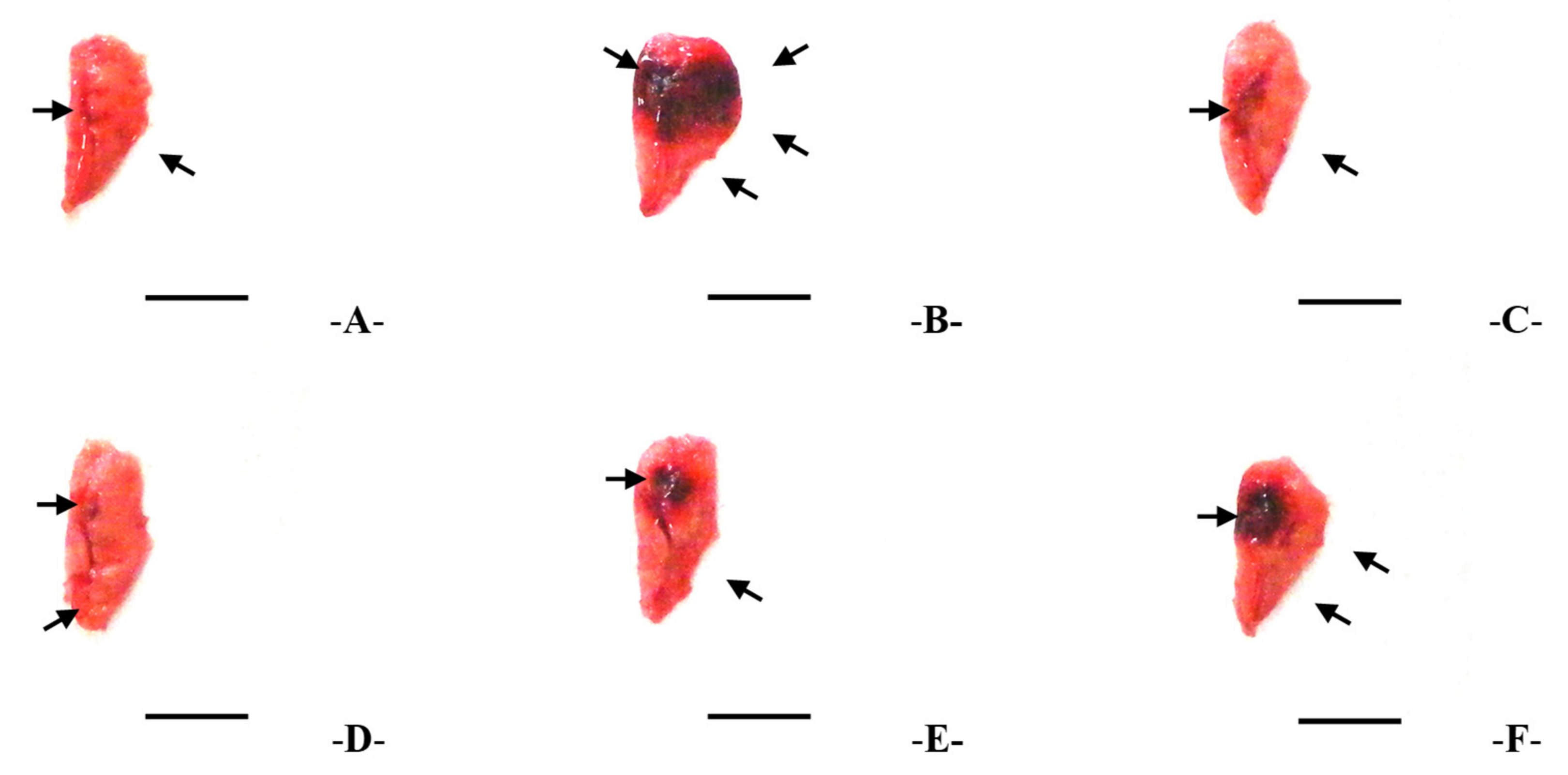 Applsci 15 00099 g004 Applsci 15 00099 g004