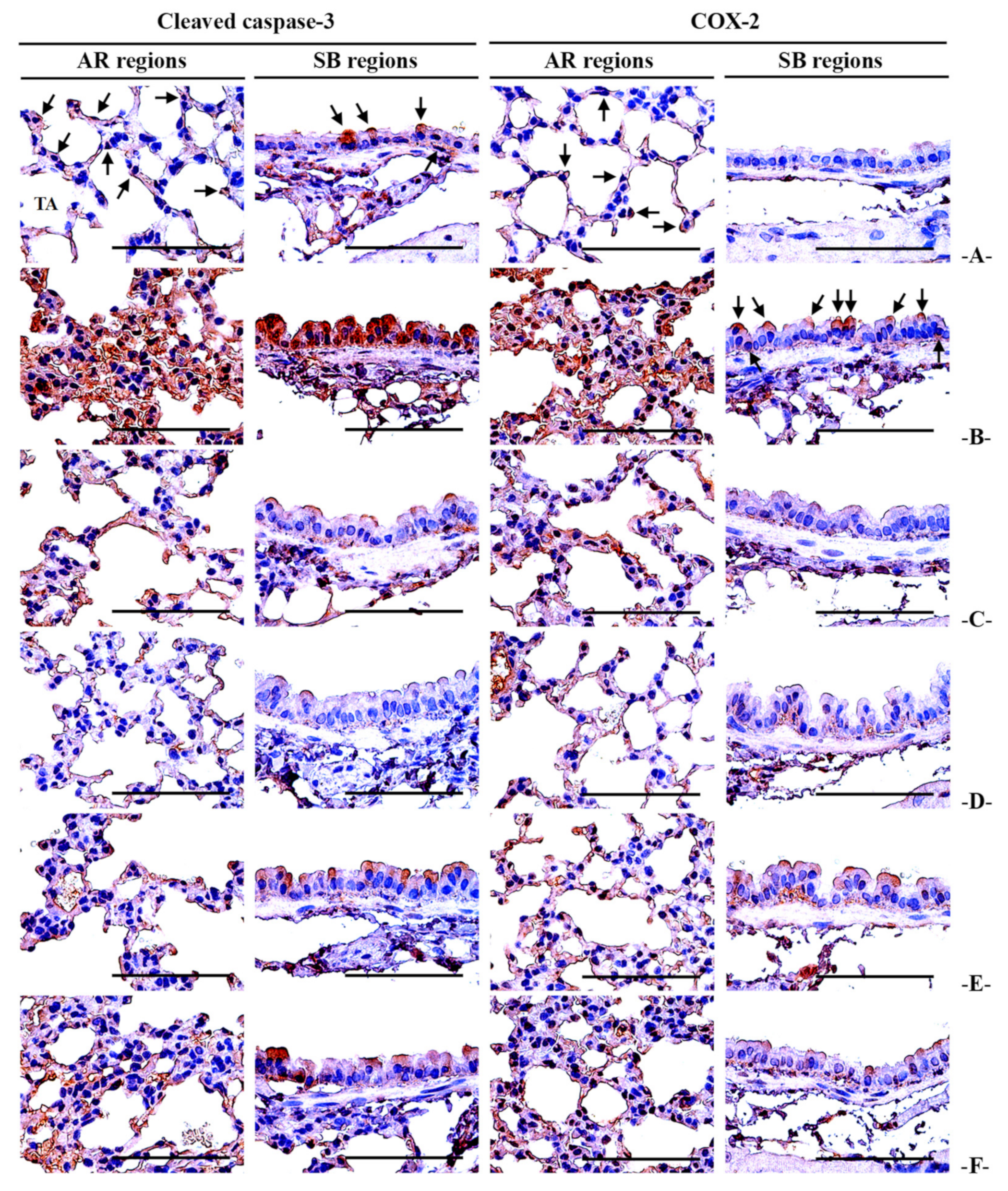 Applsci 15 00099 g008 Applsci 15 00099 g008