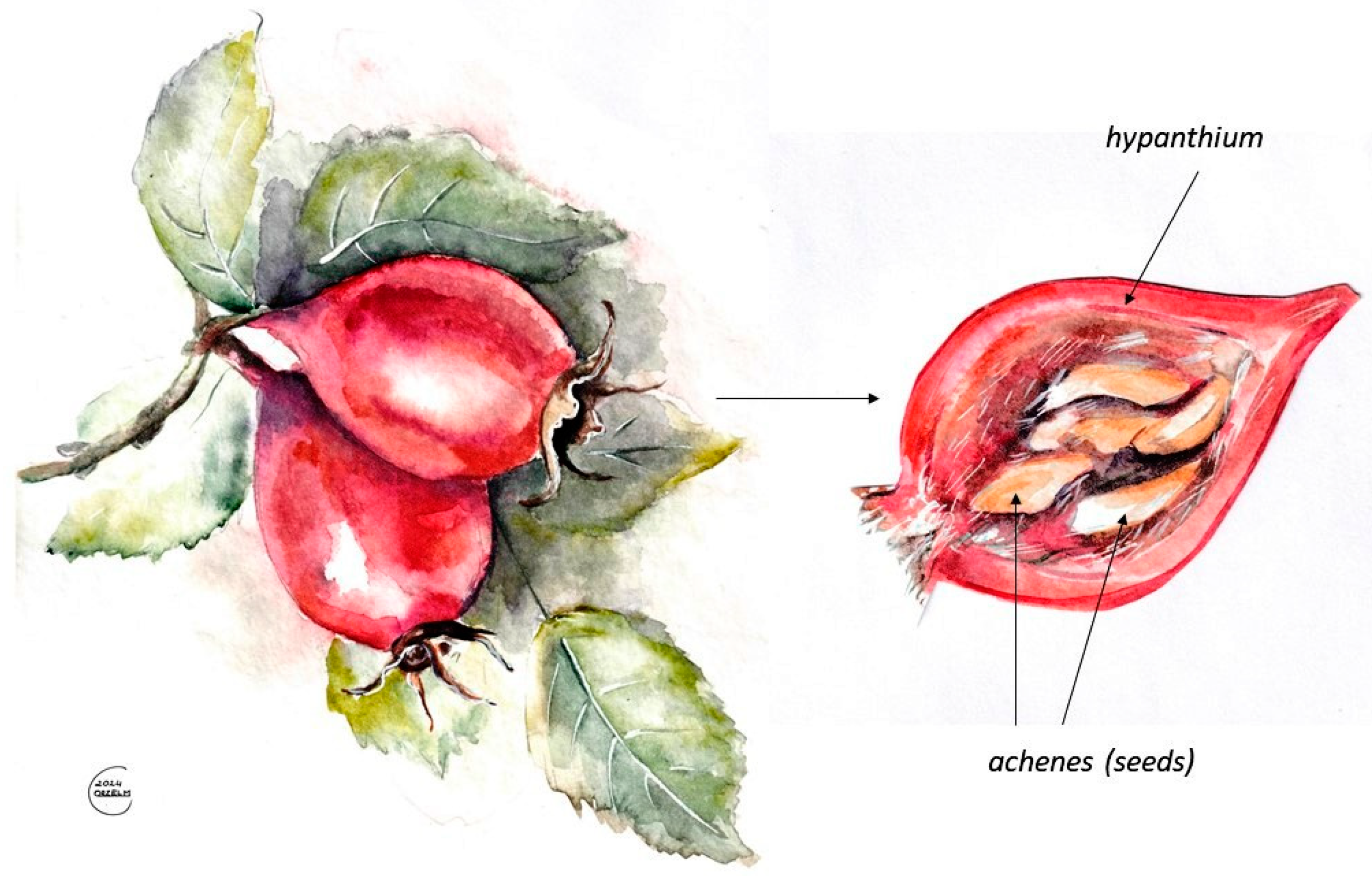 Applsci 15 00168 g001