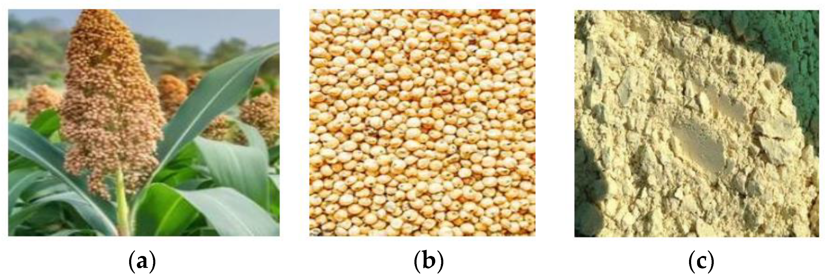 Applsci 15 00349 g001