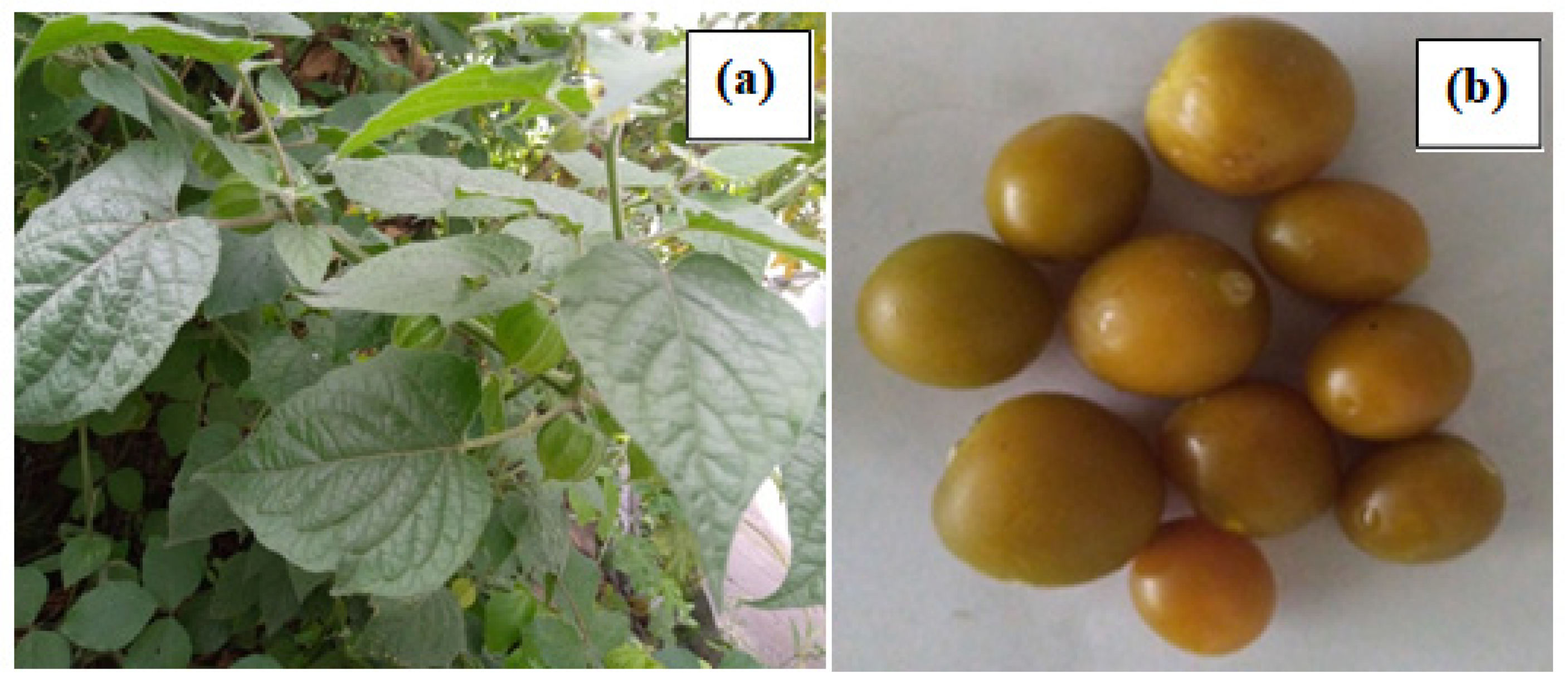 Applsci 15 00413 g001 Applsci 15 00413 g001