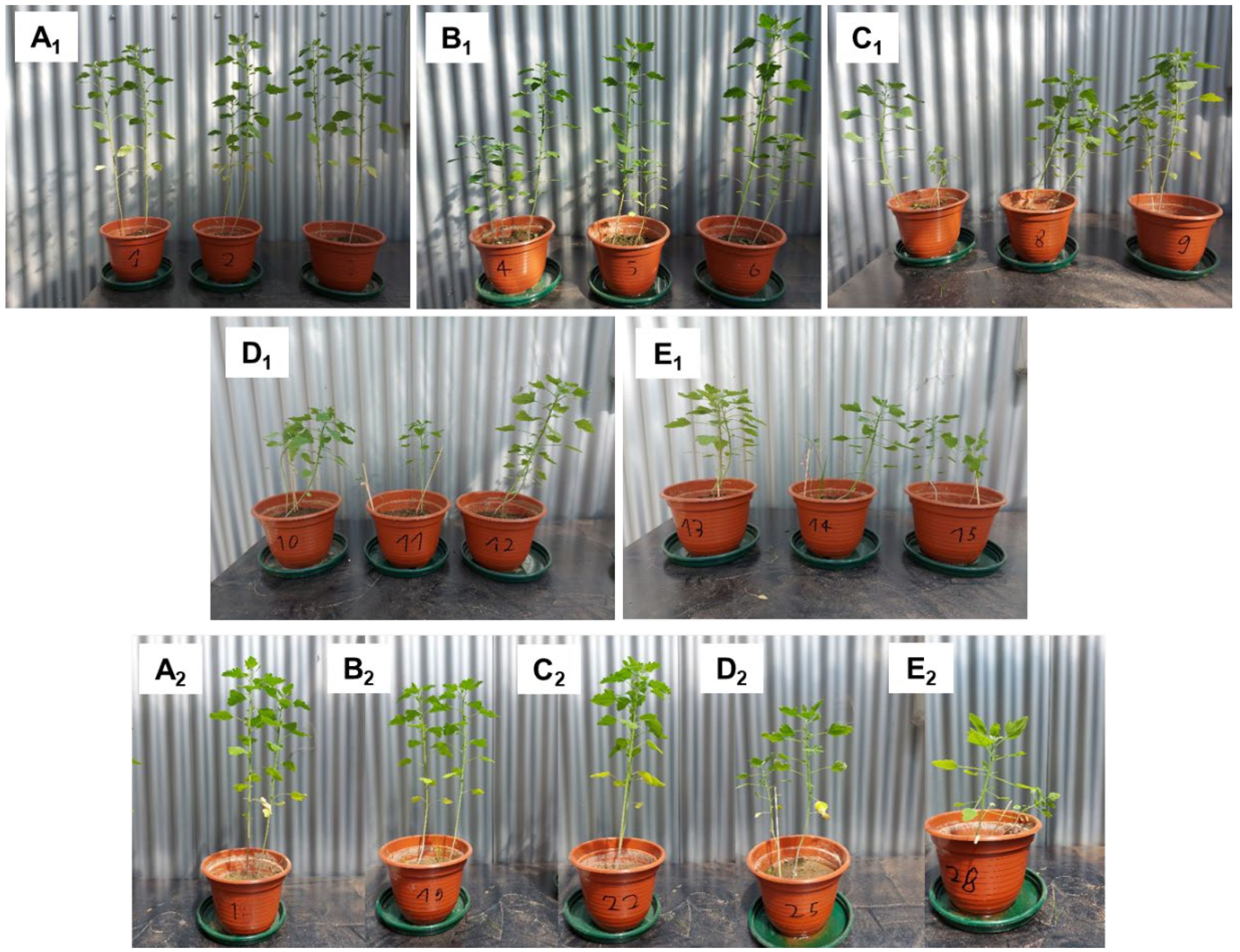 Applsci 15 00639 g001