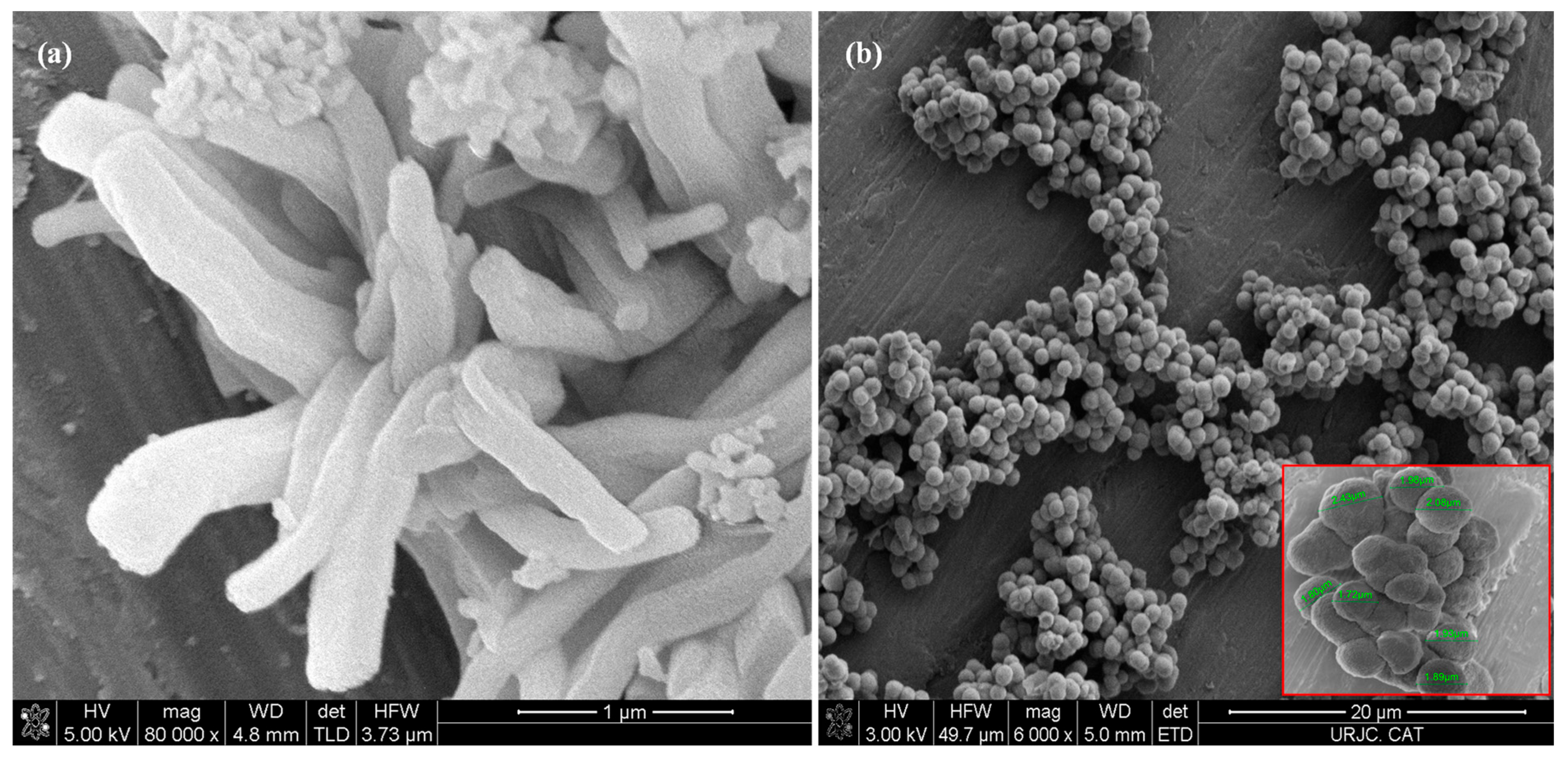 Applsci 15 00646 g005