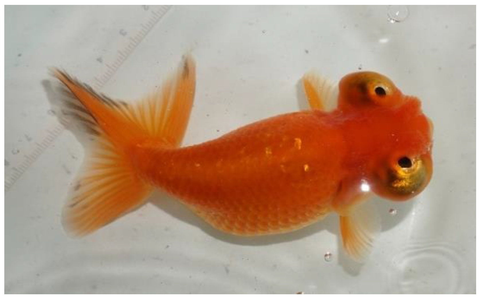 Applsci 15 00774 g001 Applsci 15 00774 g001