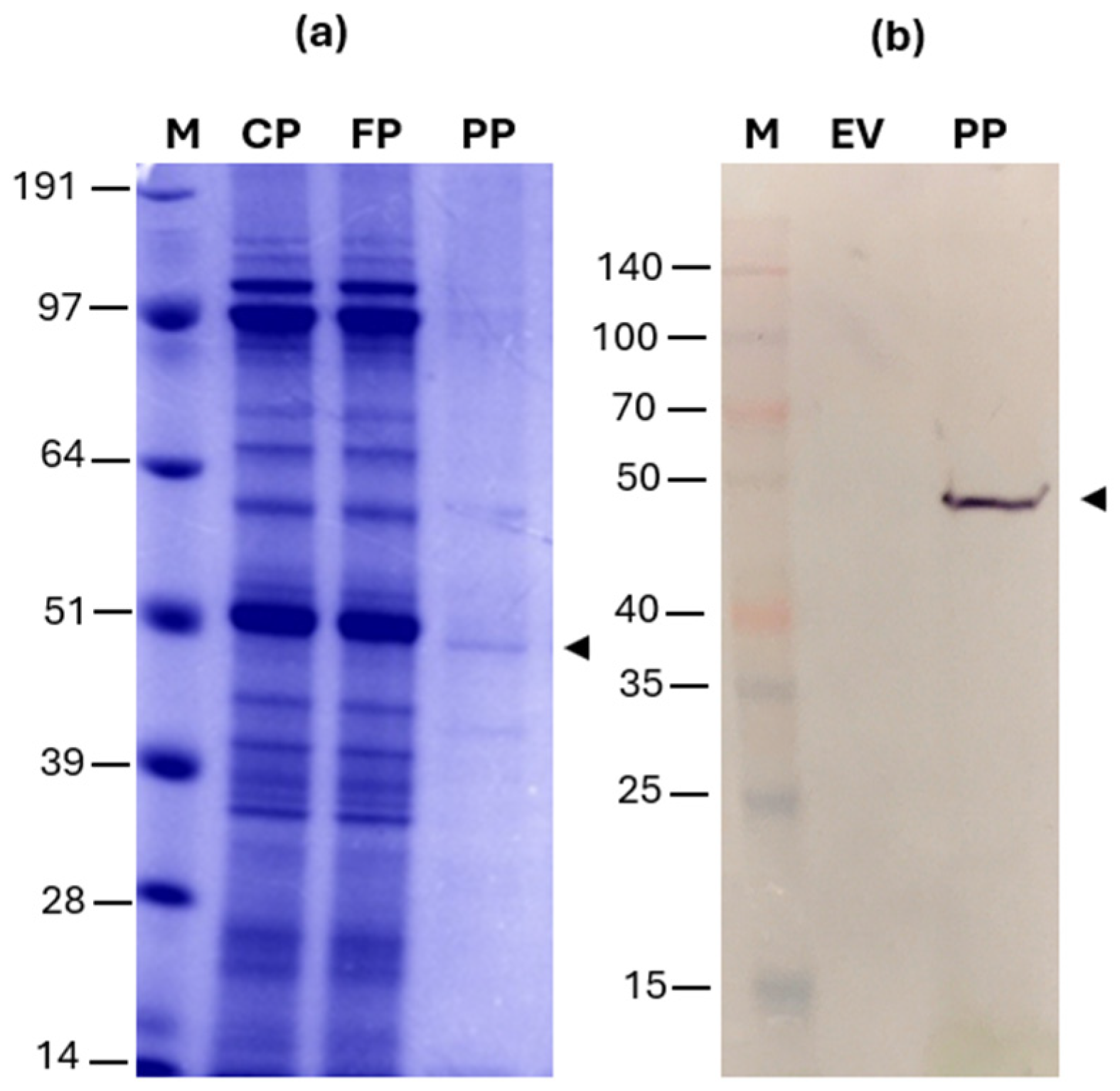 Applsci 15 00786 g003 Applsci 15 00786 g003