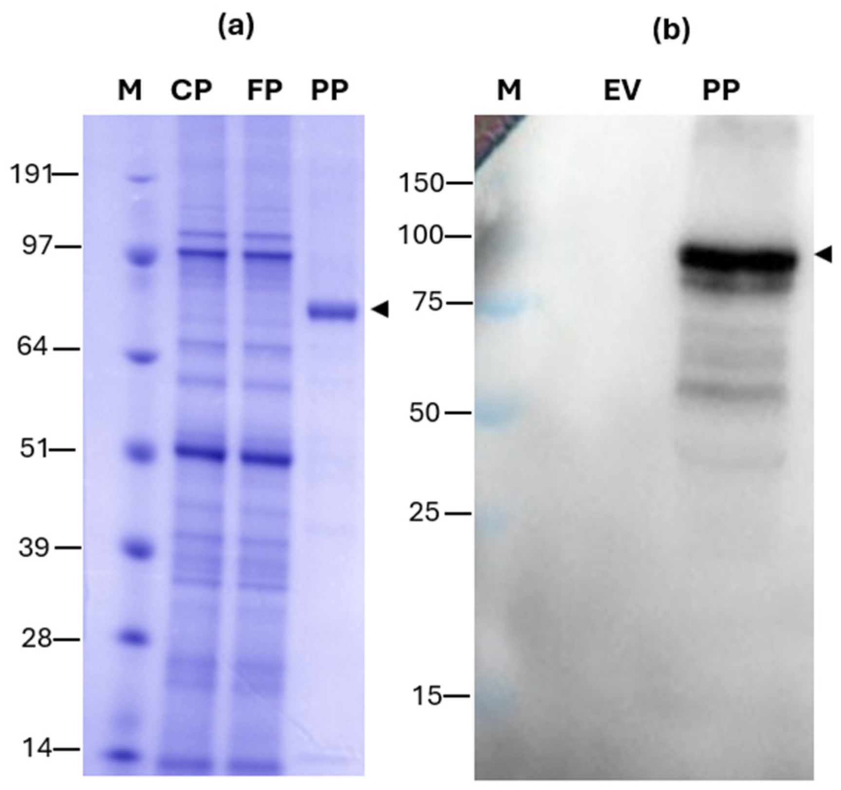 Applsci 15 00786 g004 Applsci 15 00786 g004