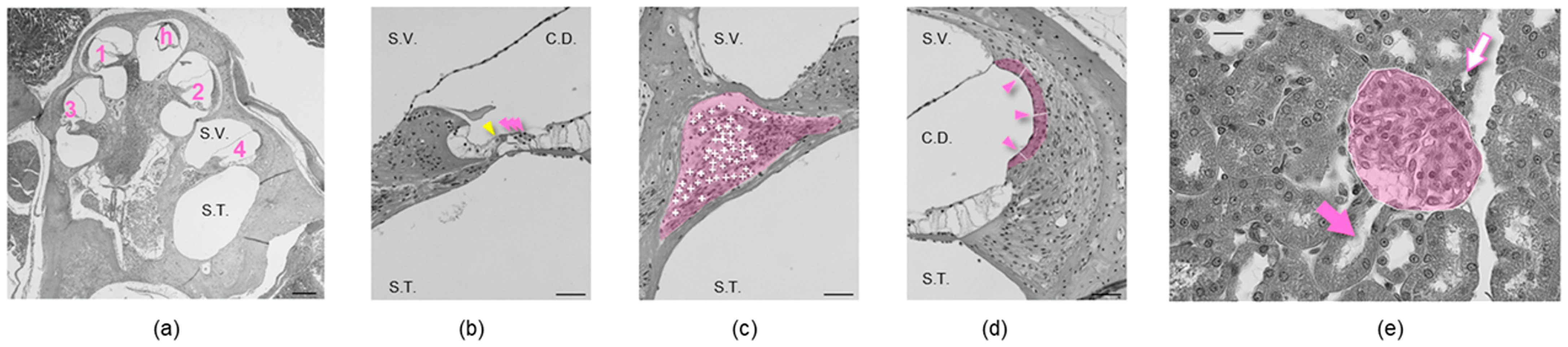 Applsci 15 01090 g002 Applsci 15 01090 g002