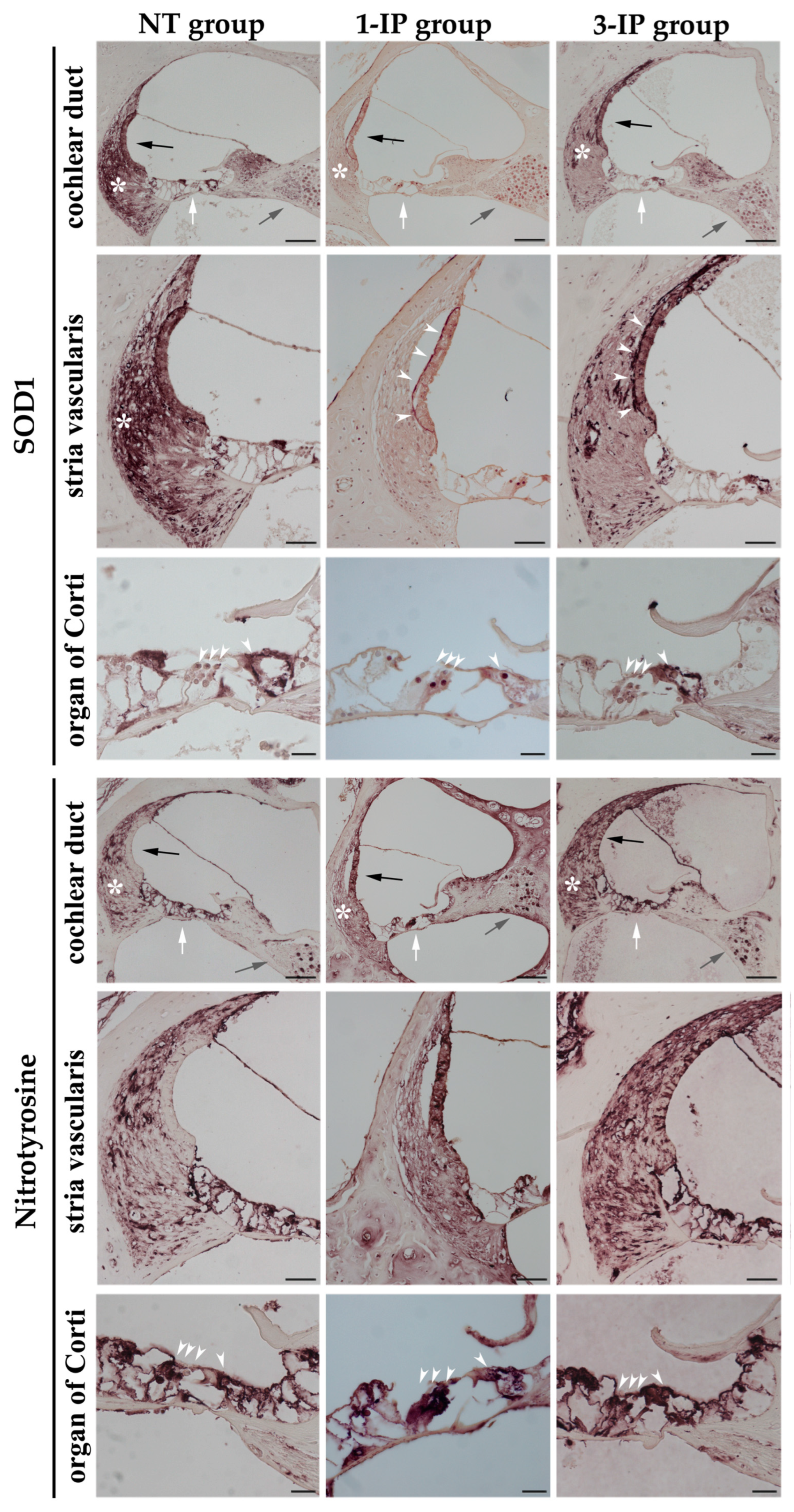 Applsci 15 01090 g008 Applsci 15 01090 g008