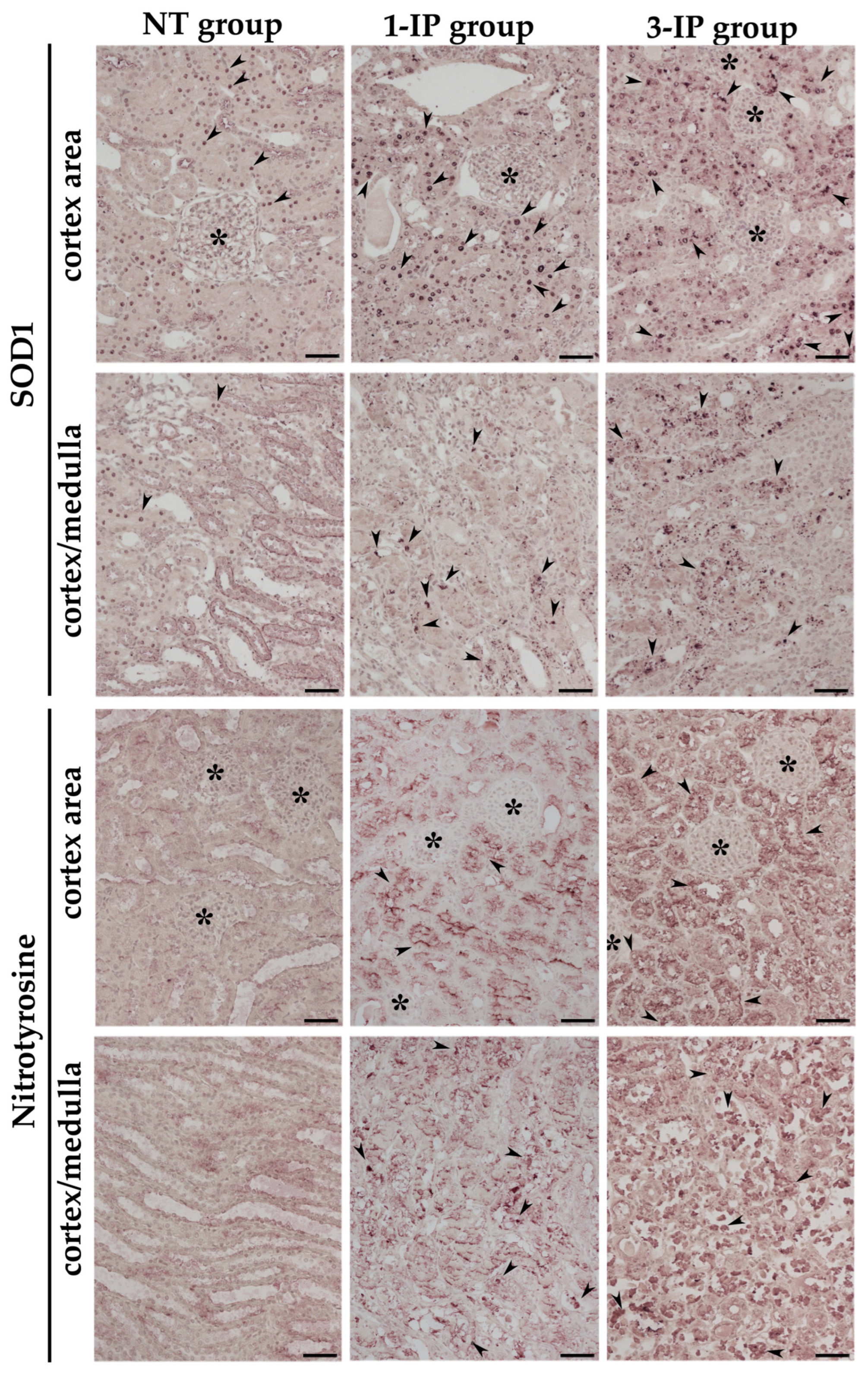 Applsci 15 01090 g009 Applsci 15 01090 g009