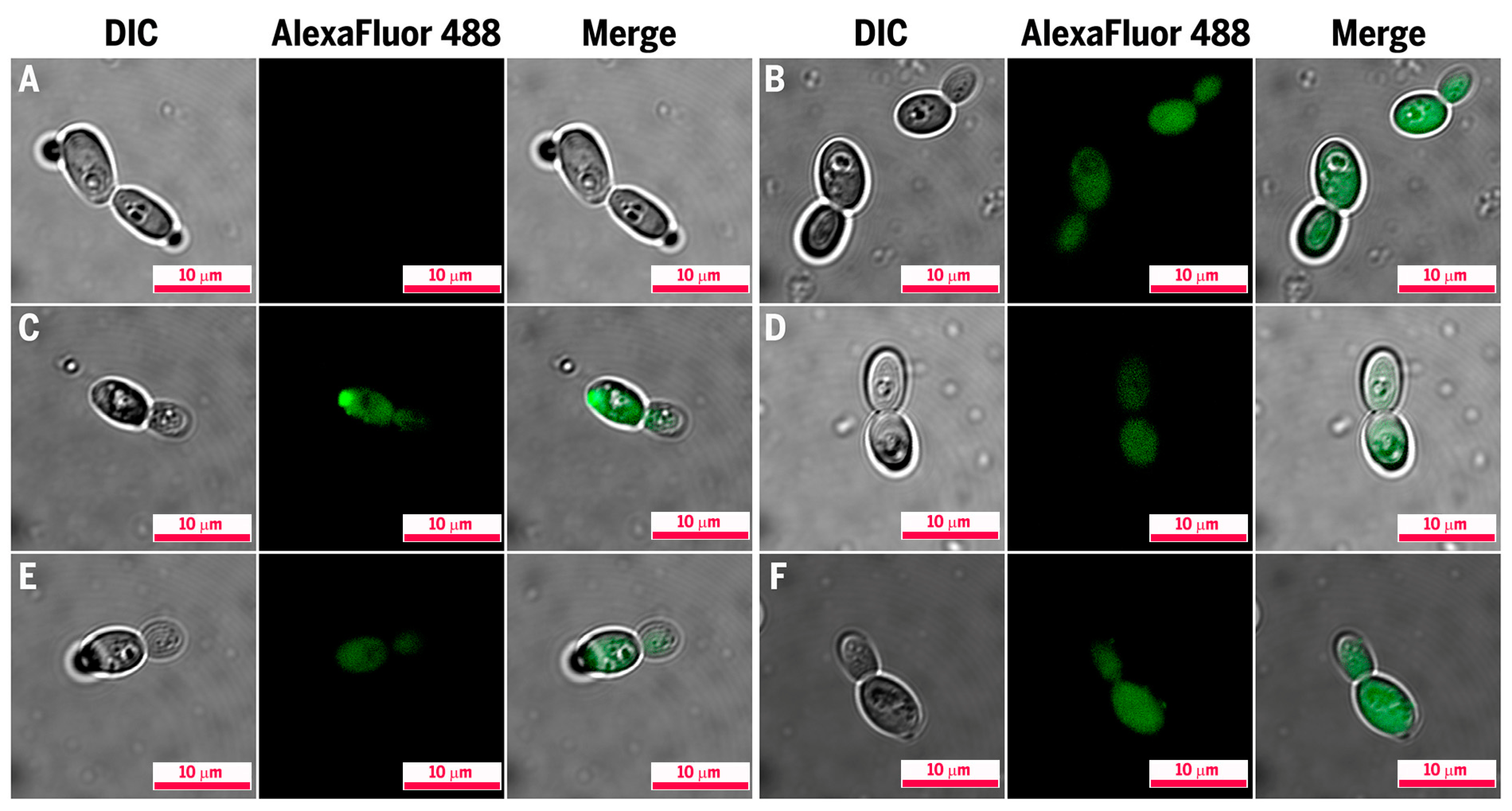 Applsci 15 01307 g003