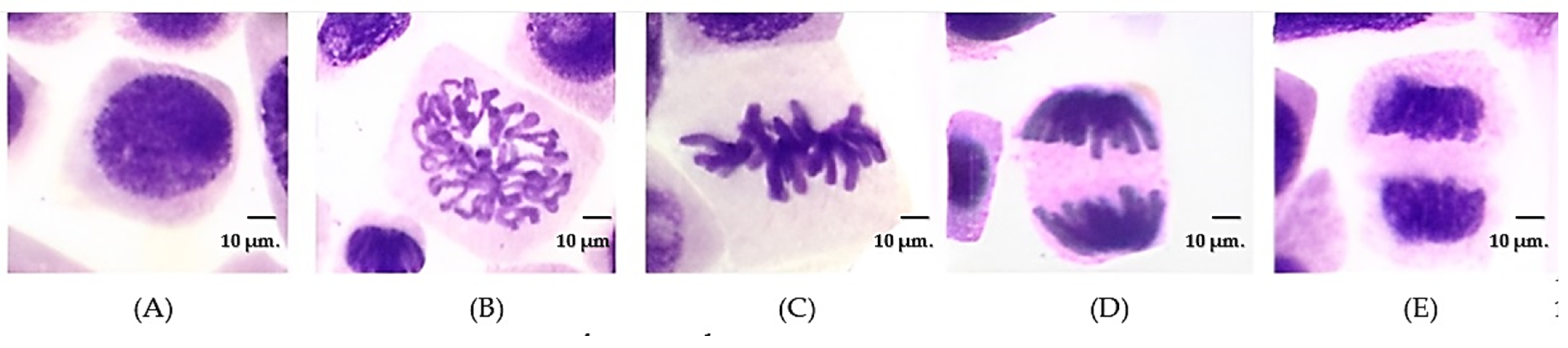 Applsci 15 01491 g001 Applsci 15 01491 g001