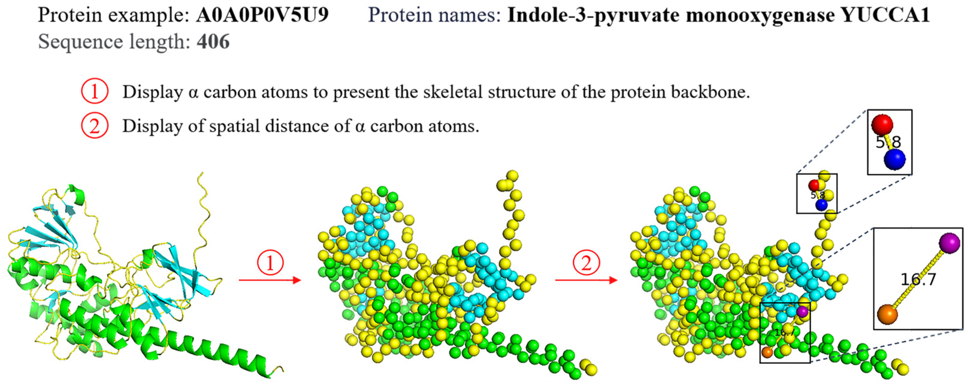 Grain Protein Function Prediction Based on CNN and Residual Attention ...