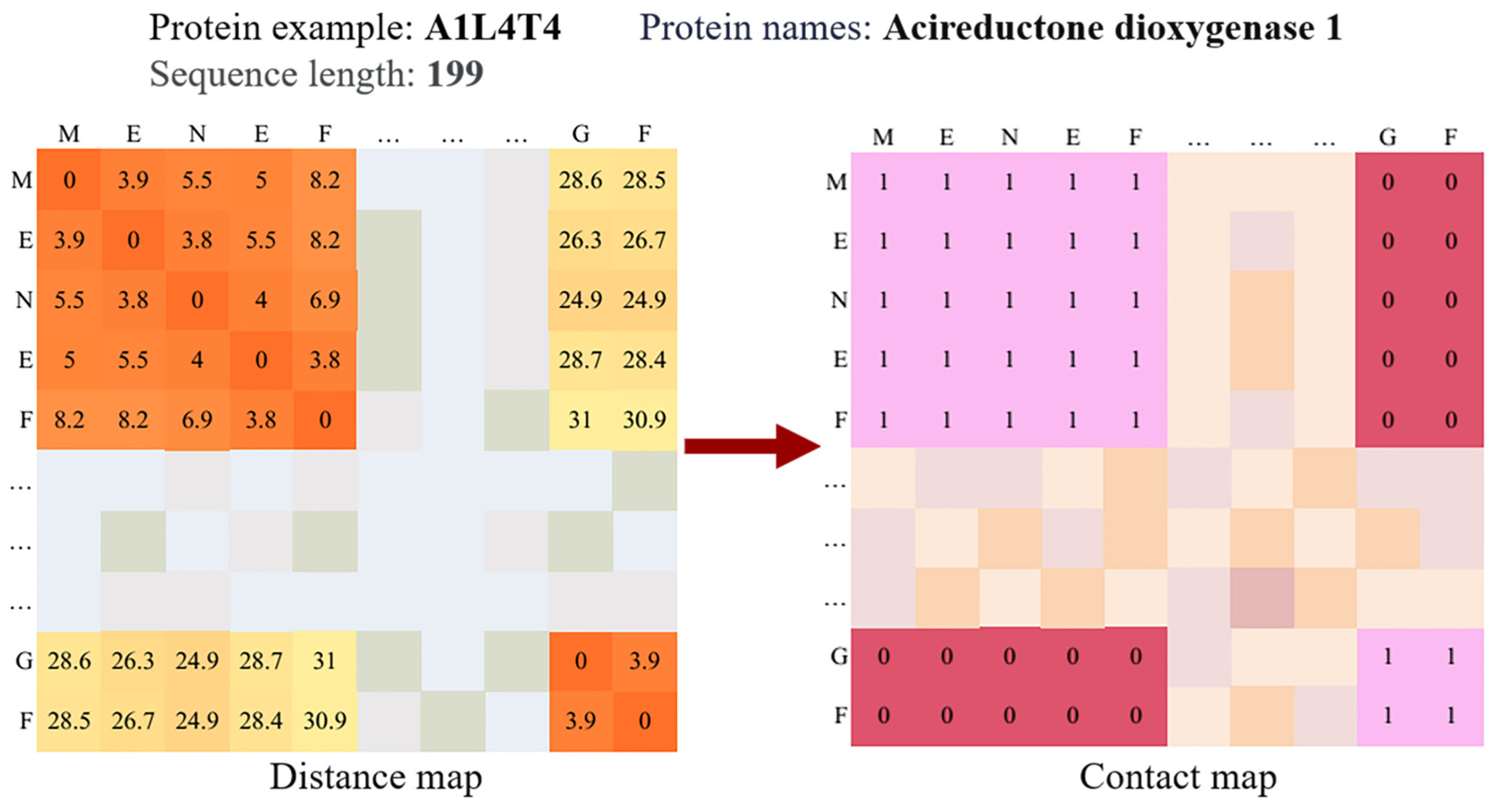 Grain Protein Function Prediction Based on CNN and Residual Attention ...