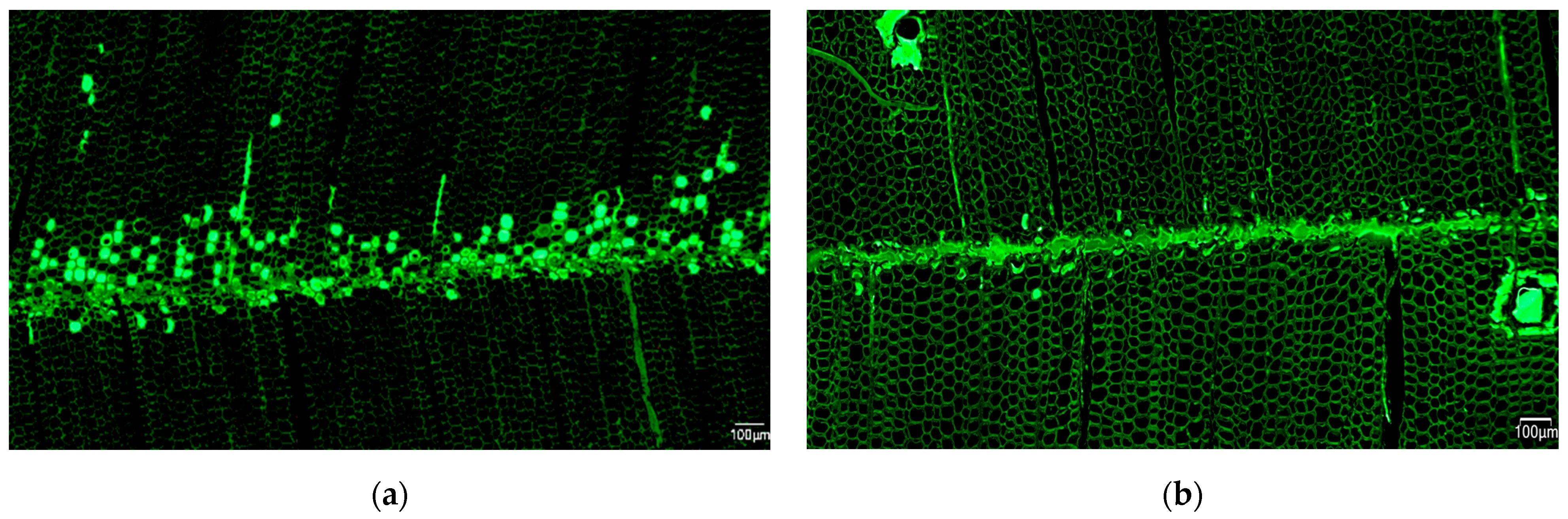 Applsci 15 02051 g006