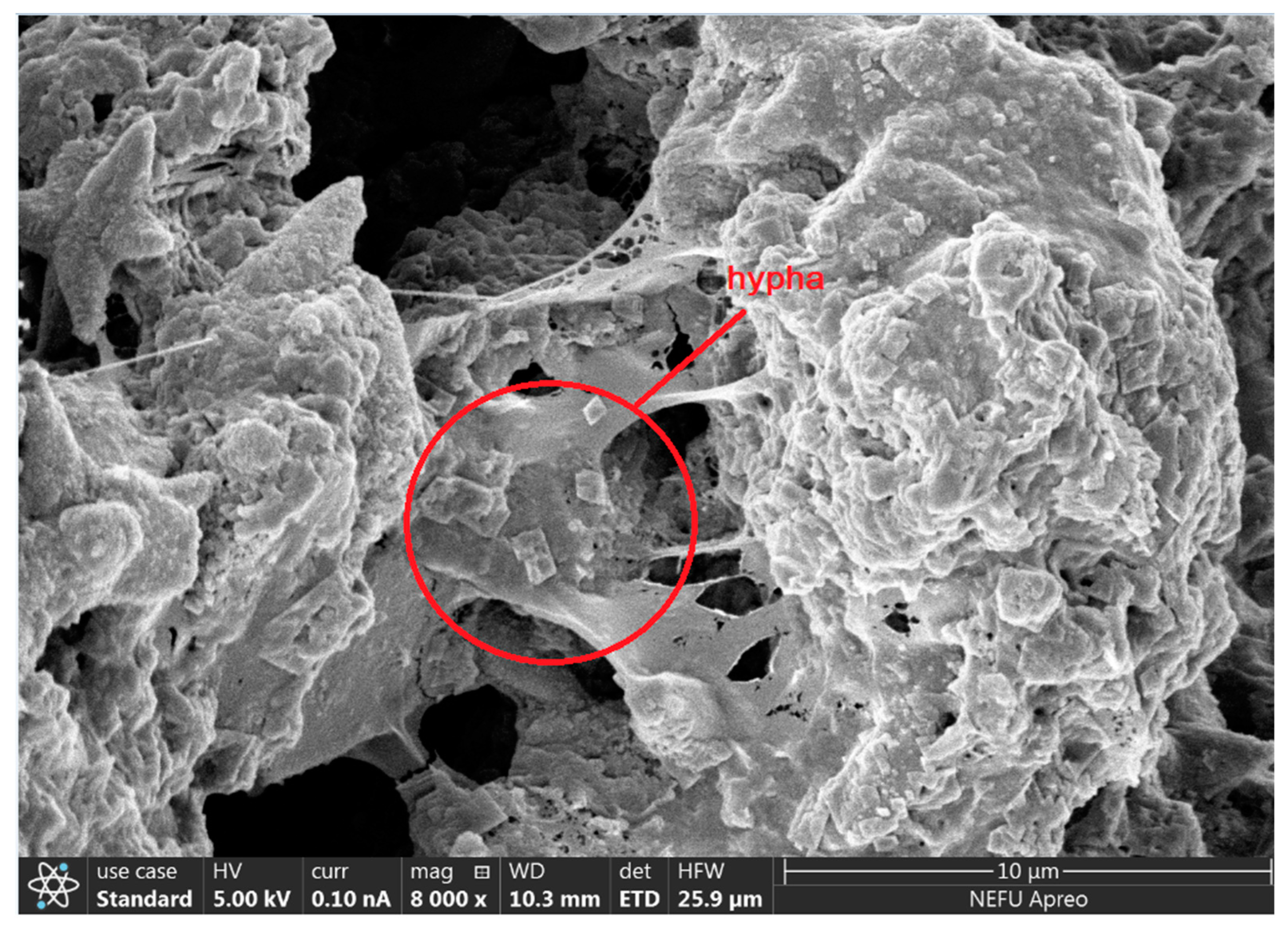 Applsci 15 02098 g008