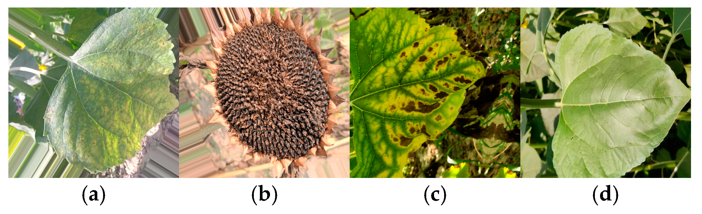 Applsci 15 02104 g002