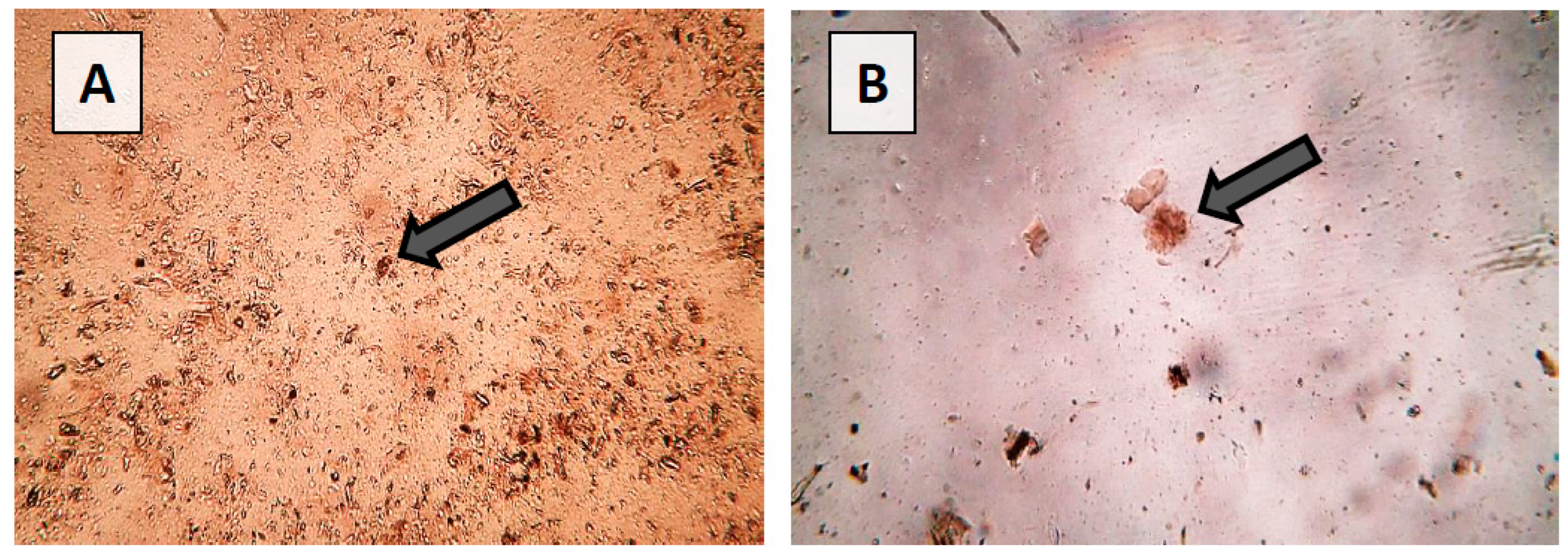 Applsci 15 02463 g007