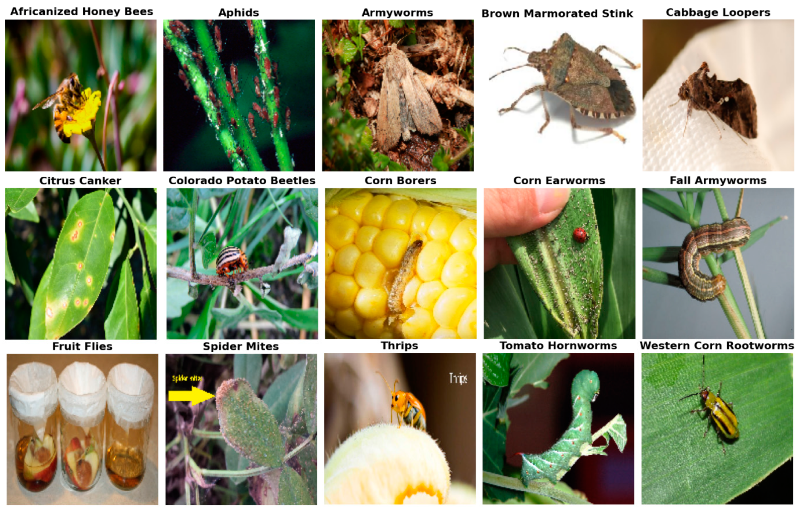 Applsci 15 02518 g001