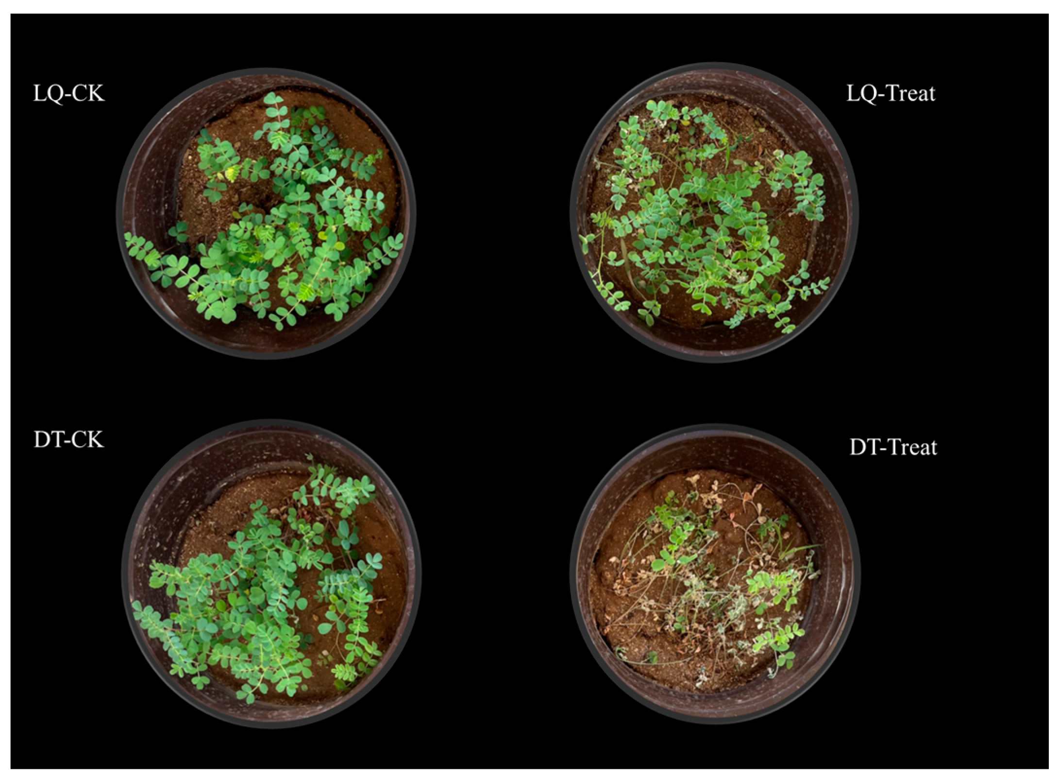 Metabolic Regulation and Molecular Mechanism of Salt Stress