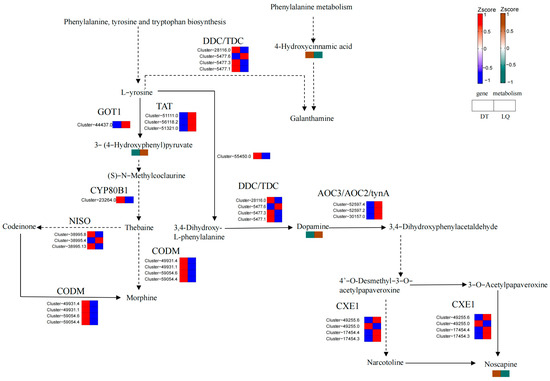 Metabolic Regulation and Molecular Mechanism of Salt Stress