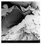 Applsci 15 02988 i001