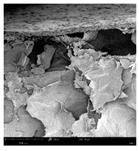 Applsci 15 02988 i004