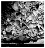 Applsci 15 02988 i007