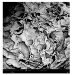 Applsci 15 02988 i019