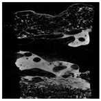 Applsci 15 02988 i026