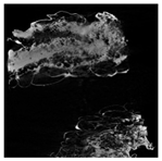 Applsci 15 02988 i032