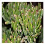 Applsci 15 03730 i001