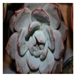 Applsci 15 03730 i002