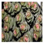 Applsci 15 03730 i003