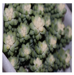 Applsci 15 03730 i005