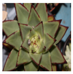 Applsci 15 03730 i006