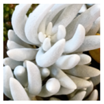 Applsci 15 03730 i007