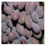 Applsci 15 03730 i008