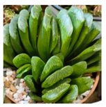 Applsci 15 03730 i009