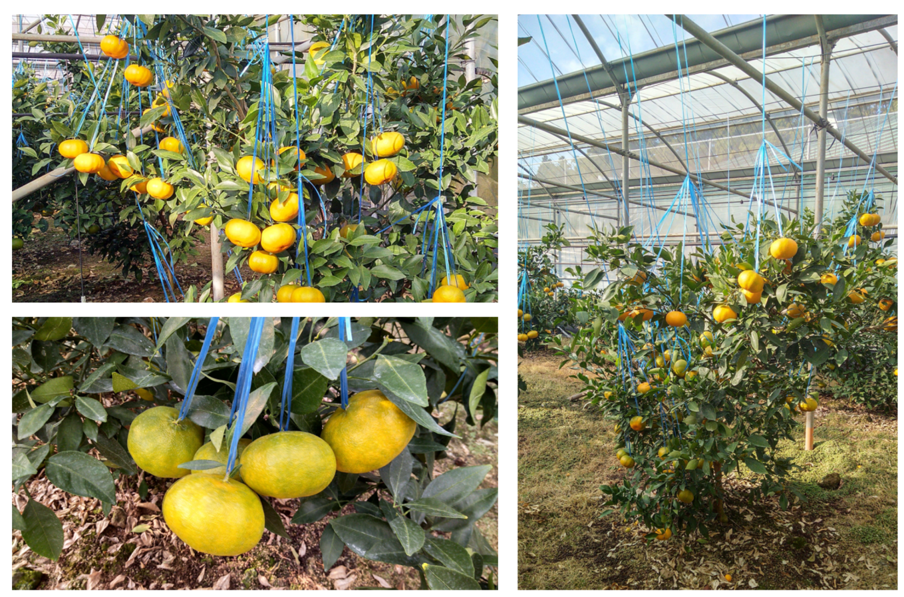 Applsci 15 04419 g003