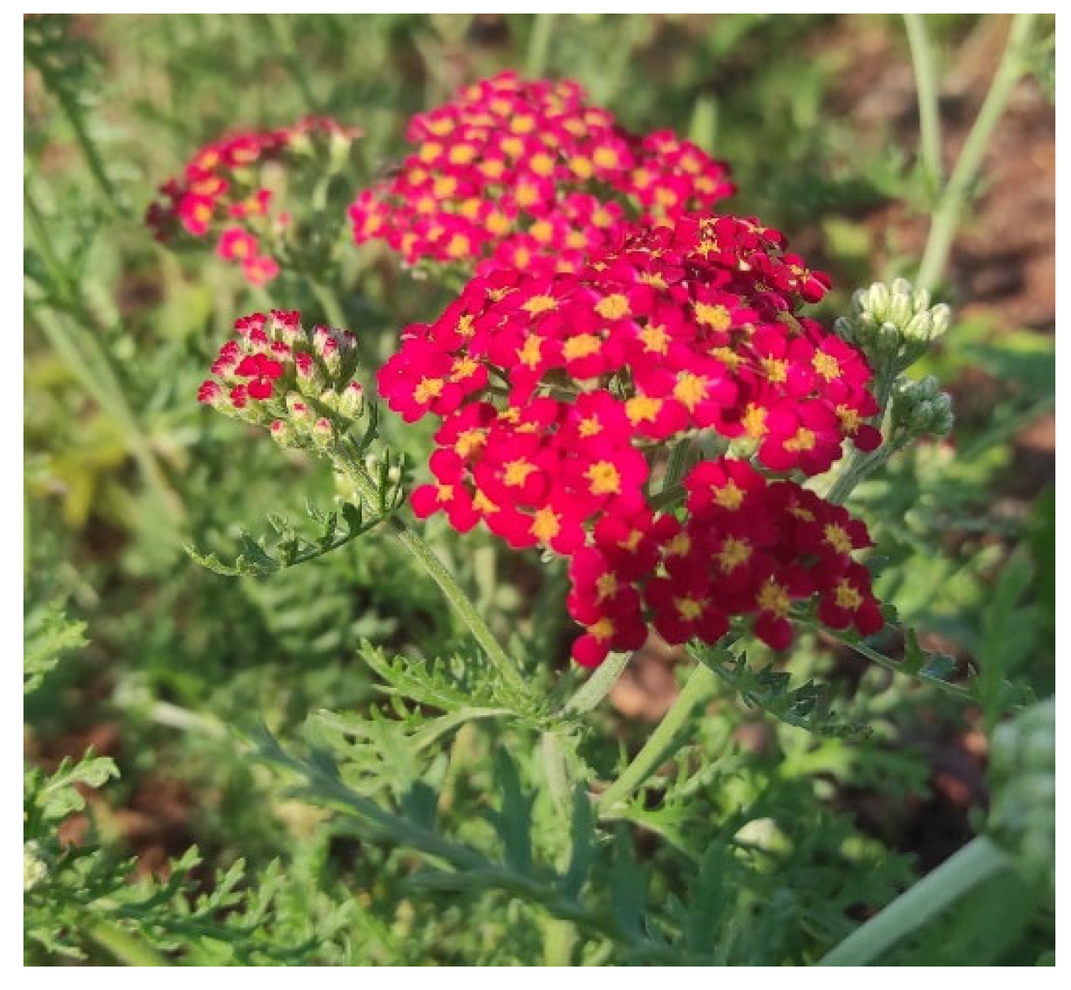 Applsci 15 04631 g001