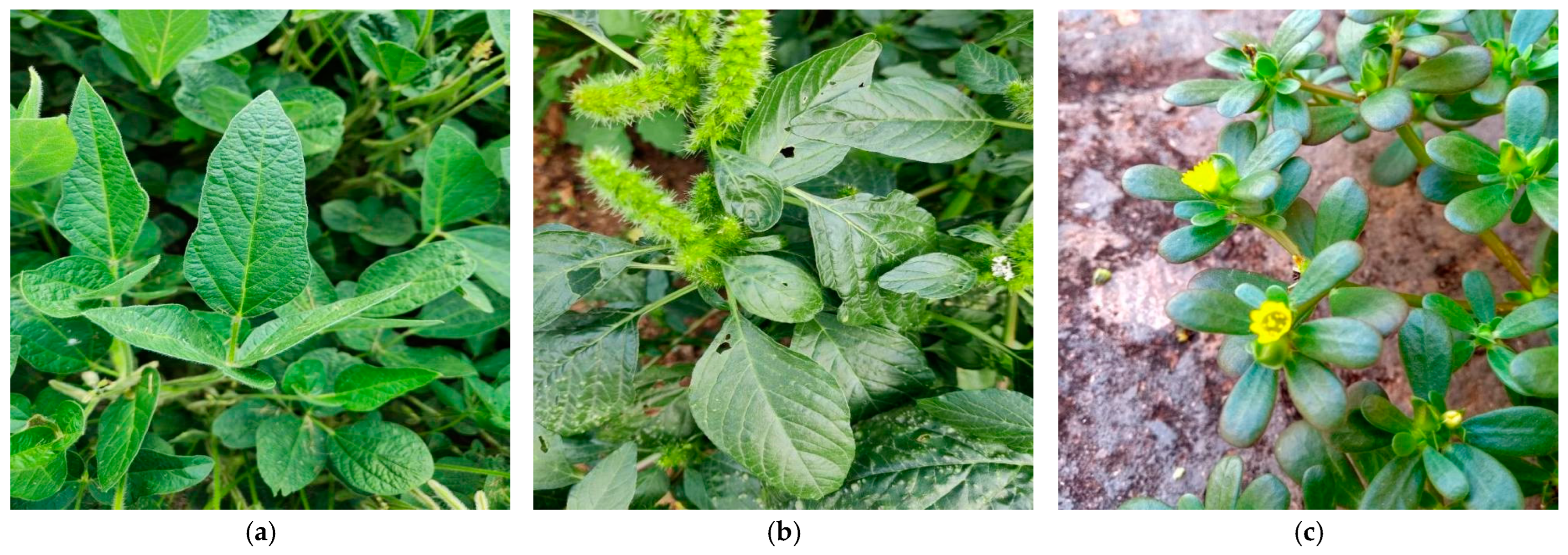 Applsci 15 04812 g006