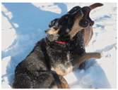 Applsci 15 04909 i004