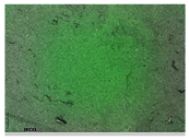 Applsci 15 05355 i038 Applsci 15 05355 i038