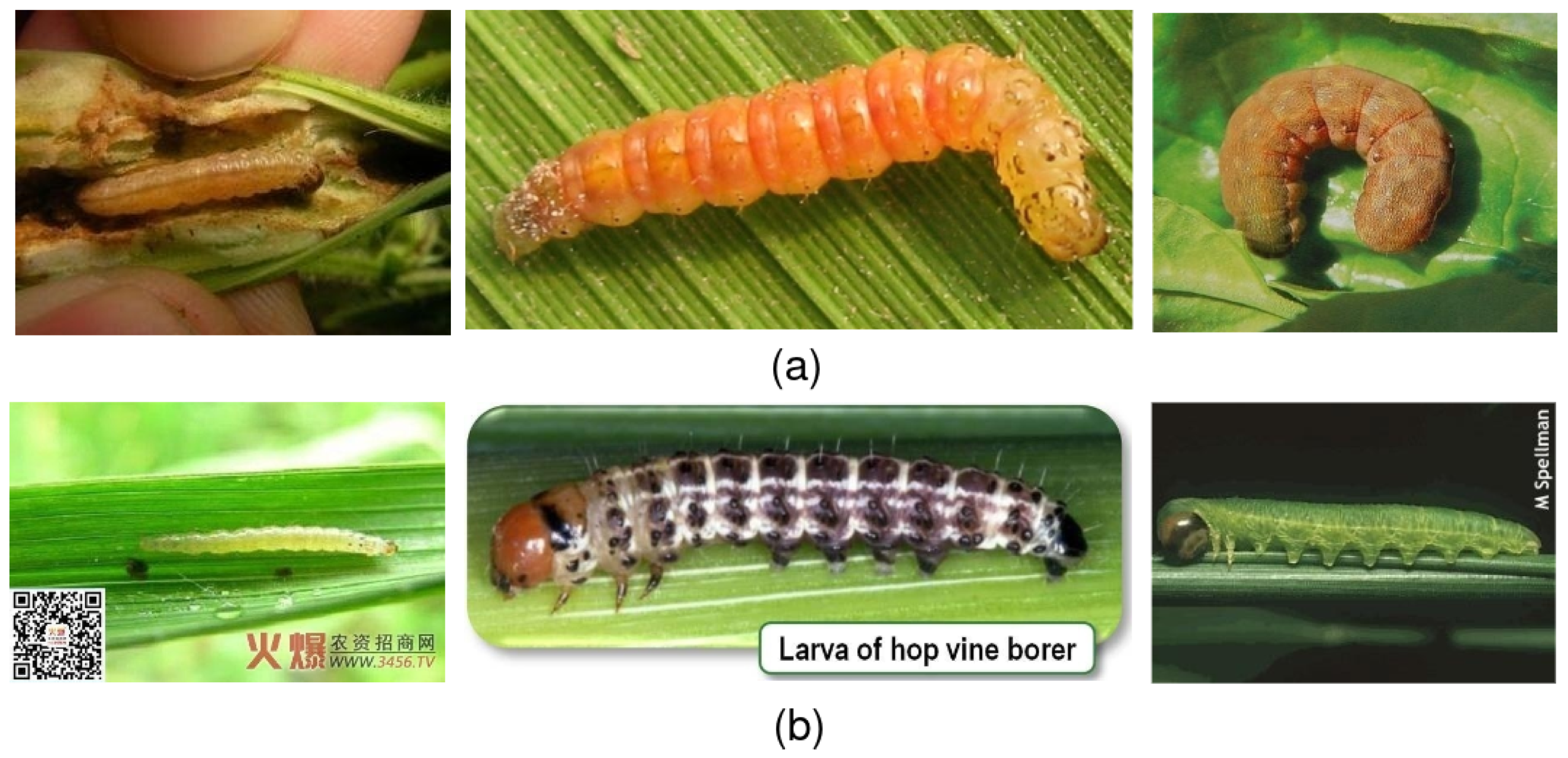 Applsci 15 05385 g002